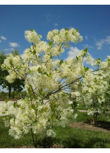 CHIONANTHUS virginicus