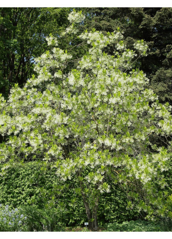 CHIONANTHUS virginicus