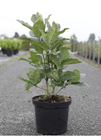 CHIONANTHUS virginicus En pot de 10-12 litres