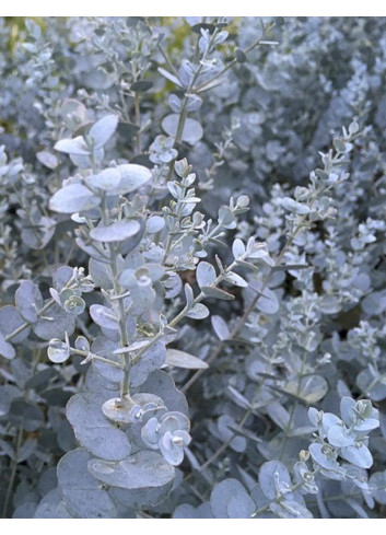 EUCALYPTUS gunnii SILVERANA