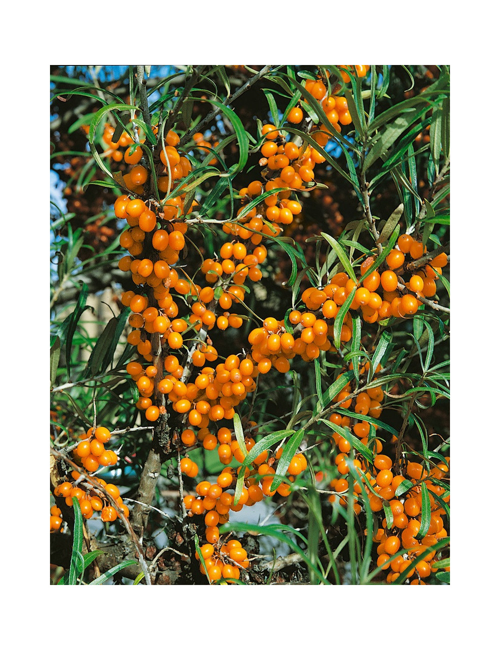 HIPPOPHAE rhamnoides BOTANICA