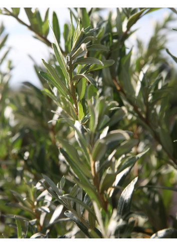 HIPPOPHAE rhamnoides BOTANICA