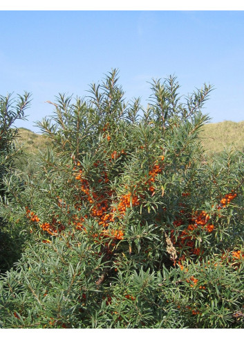 HIPPOPHAE rhamnoides BOTANICA