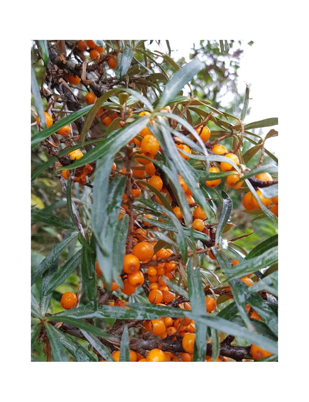 HIPPOPHAE rhamnoides FRIESDORFER ORANGE