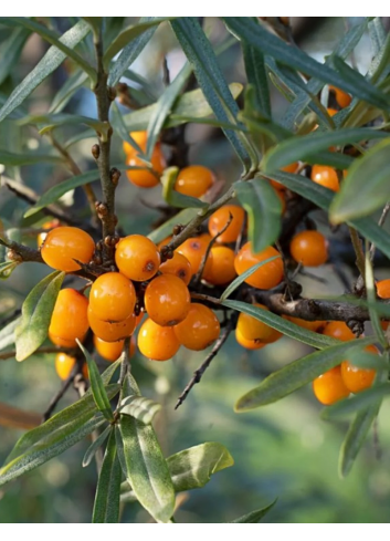 HIPPOPHAE rhamnoides POLLMIX