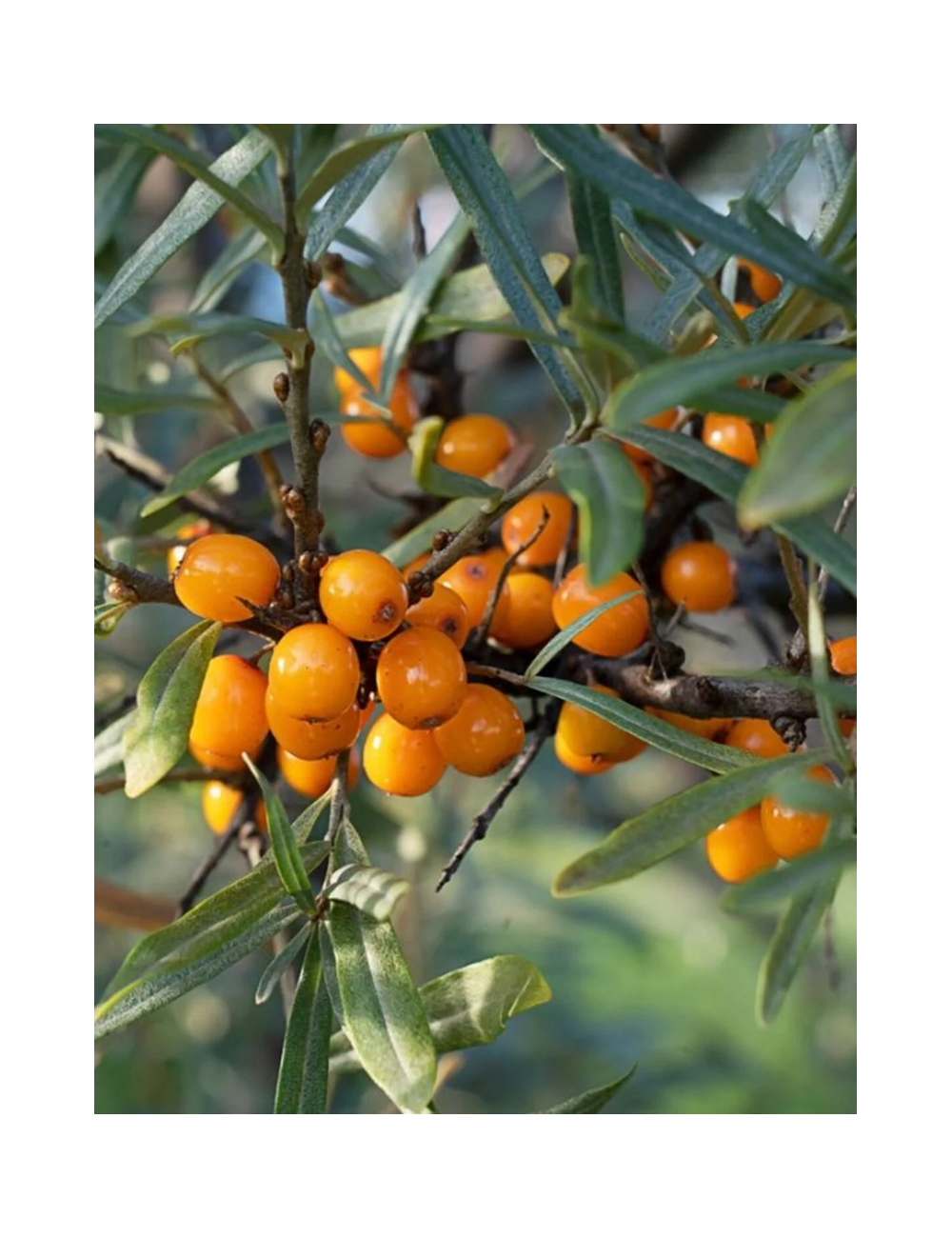 HIPPOPHAE rhamnoides POLLMIX