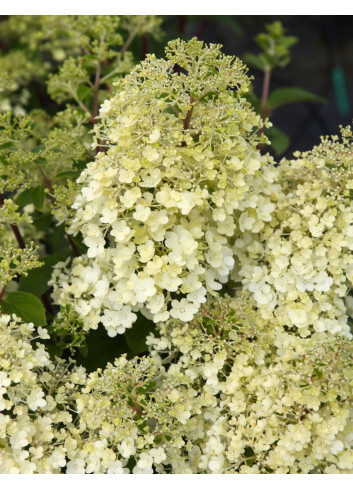 HYDRANGEA paniculata BOBO