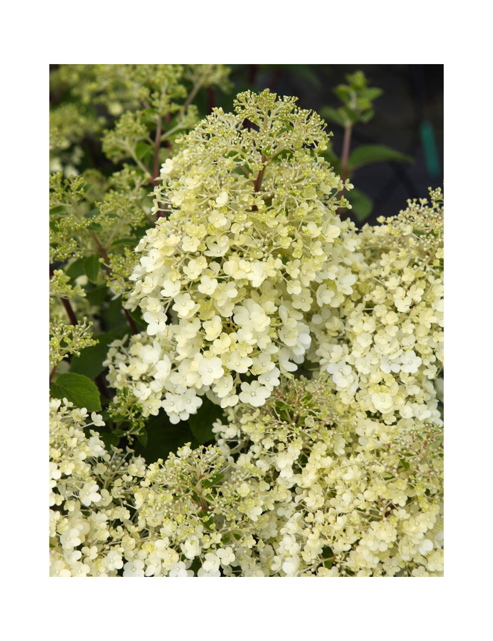 HYDRANGEA paniculata BOBO