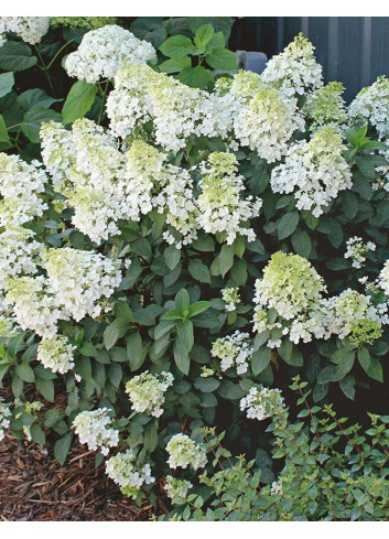 HYDRANGEA paniculata BOBO