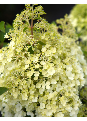 HYDRANGEA paniculata BOBO