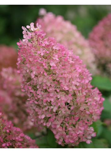 HYDRANGEA paniculata BOBO