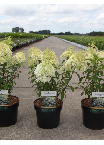 HYDRANGEA paniculata BOBO En pot de 3-4 litres