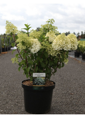 HYDRANGEA paniculata BOBO En pot de 10-12 litres