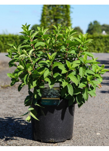 HYDRANGEA paniculata BOBO En pot de 10-12 litres