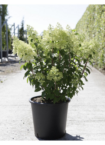 HYDRANGEA paniculata BOBO En pot de 25-30 litres