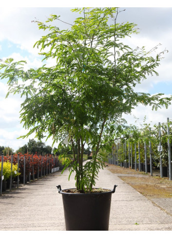 GLEDITSIA triacanthos INERMIS En pot de 70-90 litres