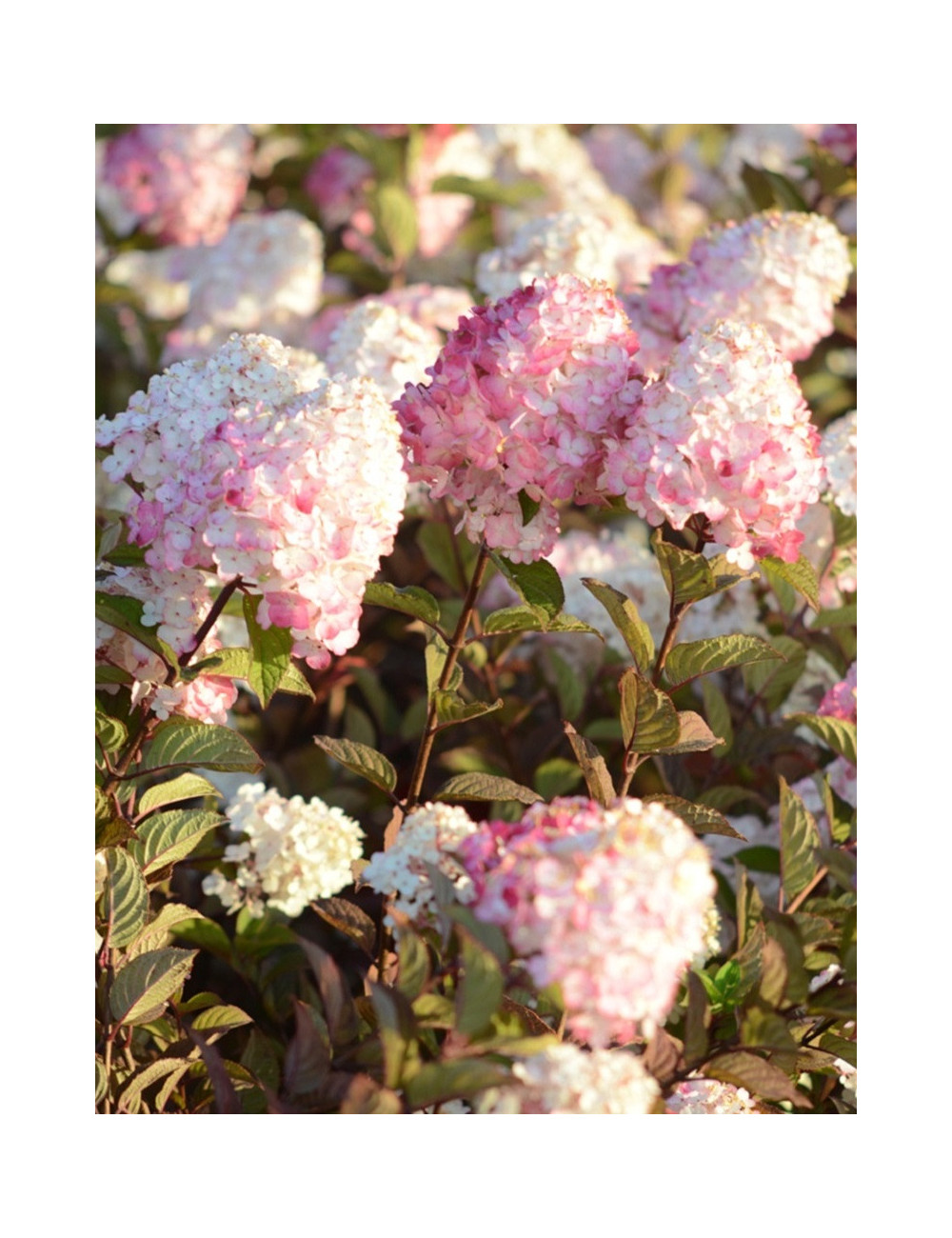 HYDRANGEA paniculata FRAMBOISINE