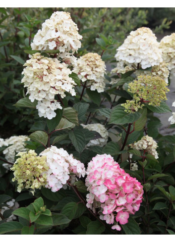 HYDRANGEA paniculata FRAMBOISINE