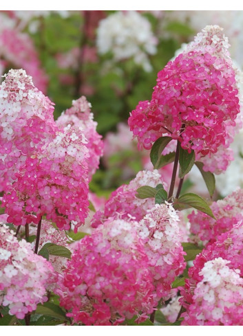 HYDRANGEA paniculata FRAMBOISINE