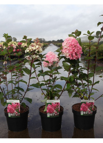 HYDRANGEA paniculata FRAMBOISINE En pot de 3-4 litres