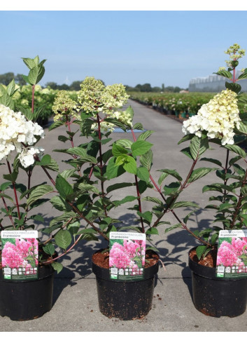 HYDRANGEA paniculata FRAMBOISINE En pot de 3-4 litres