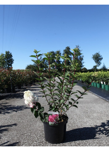 HYDRANGEA paniculata FRAMBOISINE En pot de 10-12 litres