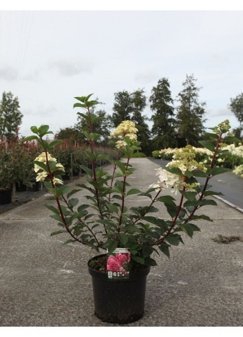 HYDRANGEA paniculata FRAMBOISINE En pot de 10-12 litres