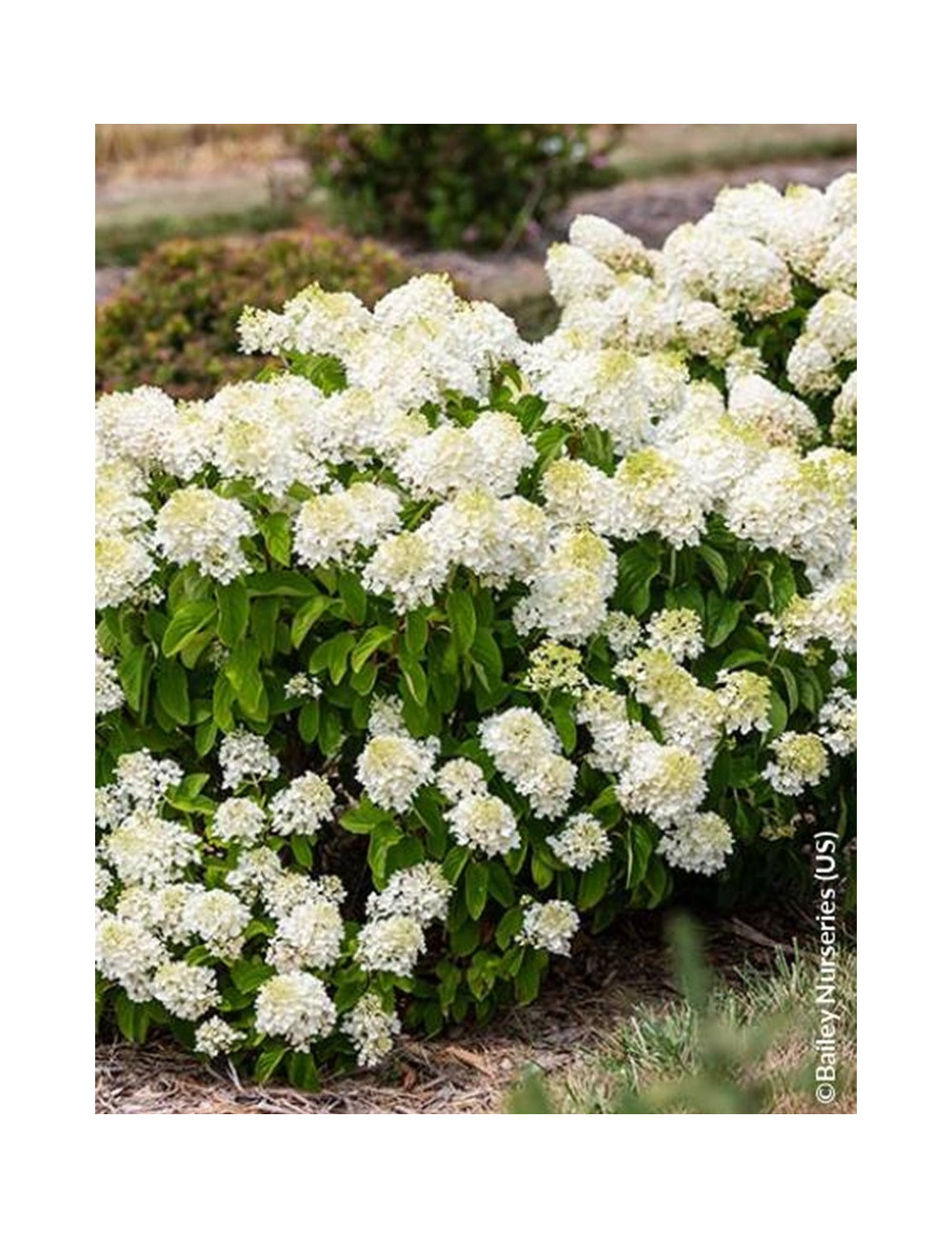 HYDRANGEA paniculata LITTLE HOTTIE