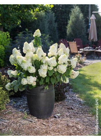 HYDRANGEA paniculata LITTLE HOTTIE