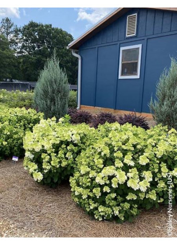 HYDRANGEA paniculata LITTLE HOTTIE