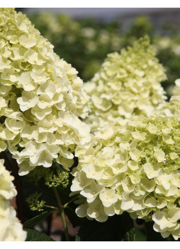 HYDRANGEA paniculata LITTLE HOTTIE