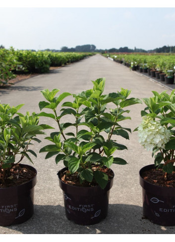 HYDRANGEA paniculata LITTLE HOTTIE En pot de 3-4 litres