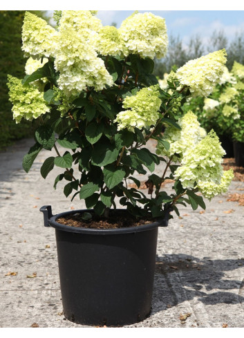 HYDRANGEA paniculata LITTLE HOTTIE En pot de 30-35 litres