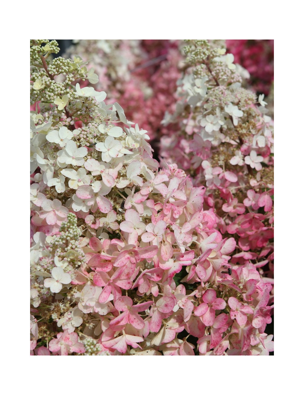 HYDRANGEA paniculata PINKY WINKY