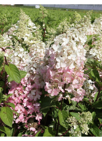 HYDRANGEA paniculata PINKY WINKY