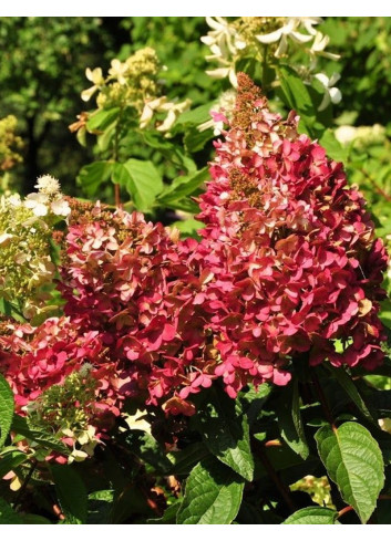 HYDRANGEA paniculata PINKY WINKY