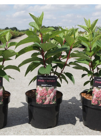 HYDRANGEA paniculata PINKY WINKY En pot de 3-4 litres