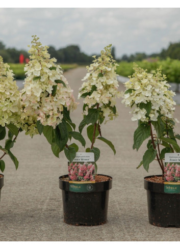 HYDRANGEA paniculata PINKY WINKY En pot de 3-4 litres