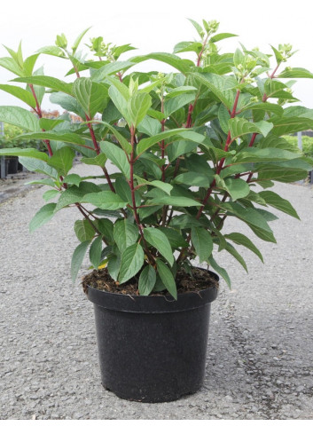 HYDRANGEA paniculata PINKY WINKY En pot de 10-12 litres