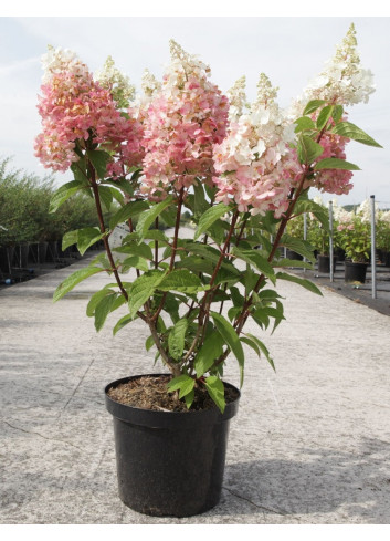 HYDRANGEA paniculata PINKY WINKY En pot de 10-12 litres