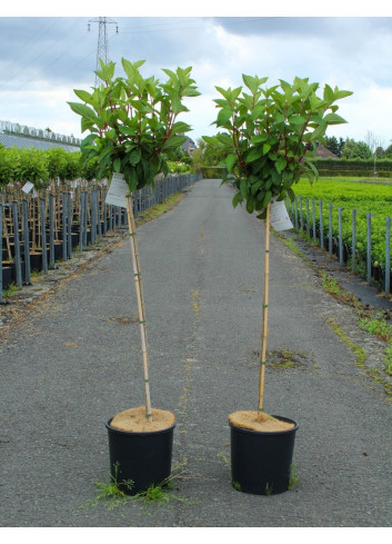 HYDRANGEA paniculata PINKY WINKY En pot de 12-15 litres forme tige hauteur du tronc 090-110 cm