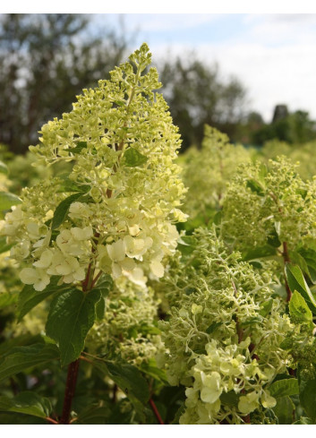 HYDRANGEA paniculata POLAR BEAR