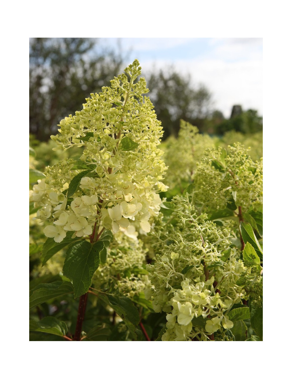 HYDRANGEA paniculata POLAR BEAR