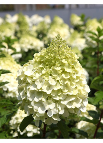 HYDRANGEA paniculata POLAR BEAR