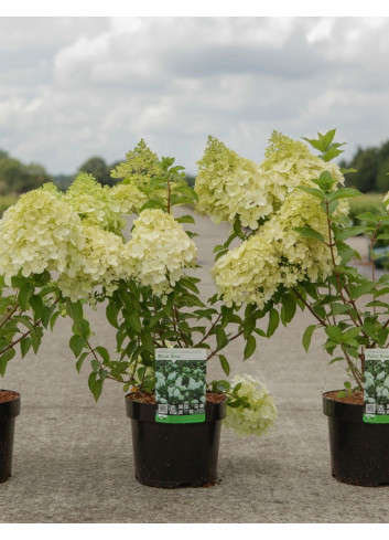 HYDRANGEA paniculata POLAR BEAR En pot de 3-4 litres