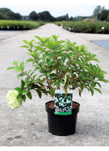 HYDRANGEA paniculata POLAR BEAR En pot de 3-4 litres