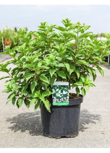 HYDRANGEA paniculata POLAR BEAR En pot de 10-12 litres