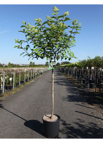 HYDRANGEA paniculata POLAR BEAR En pot de 12-15 litres