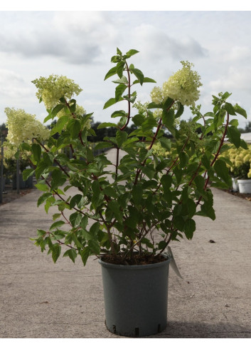 HYDRANGEA paniculata POLAR BEAR En pot de 30-35 litres