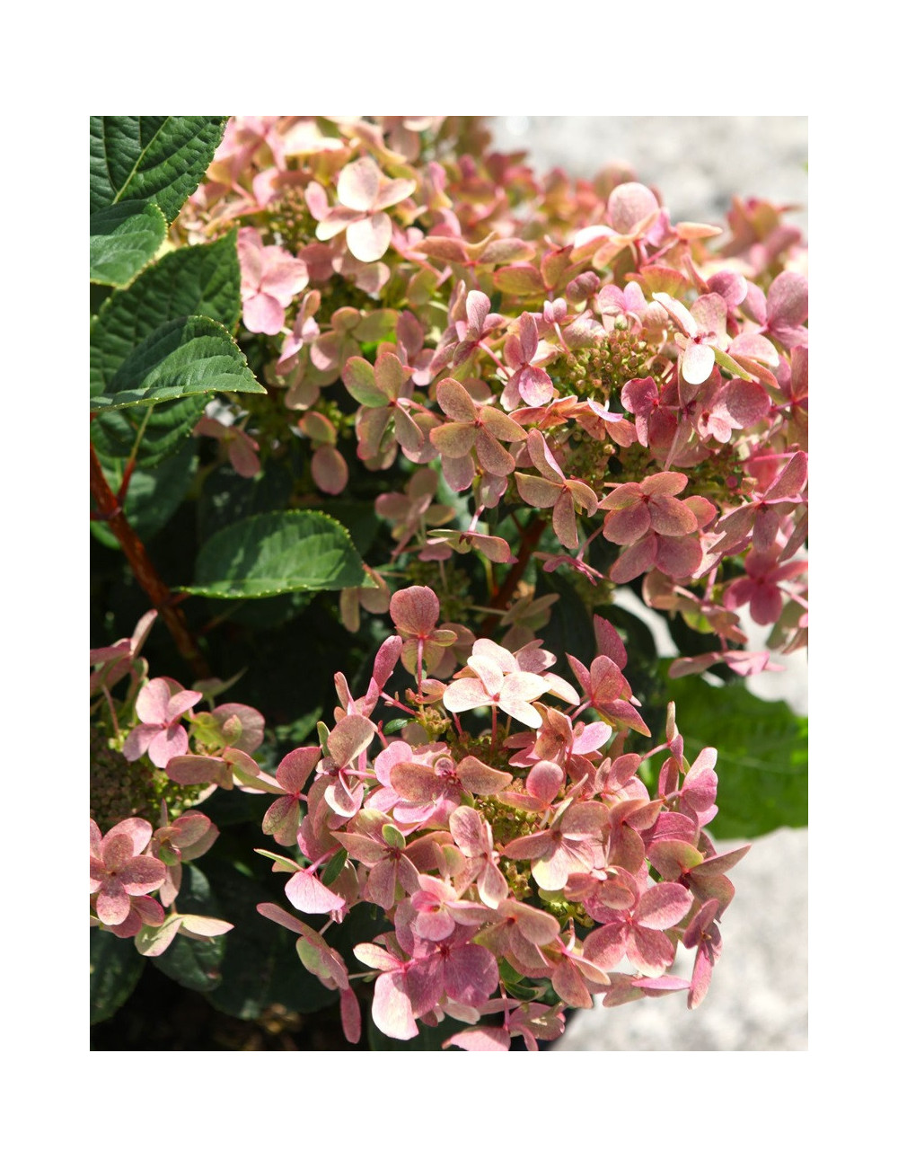 HYDRANGEA paniculata POLESTAR